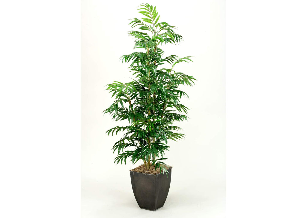 109125 7' Phoenix Palm Tree in Square Metal Planter