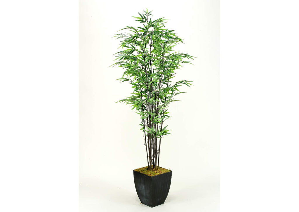 109127 7' Black Bamboo Tree in Square Metal Planter