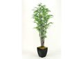 109127 7' Black Bamboo Tree in Square Metal Planter