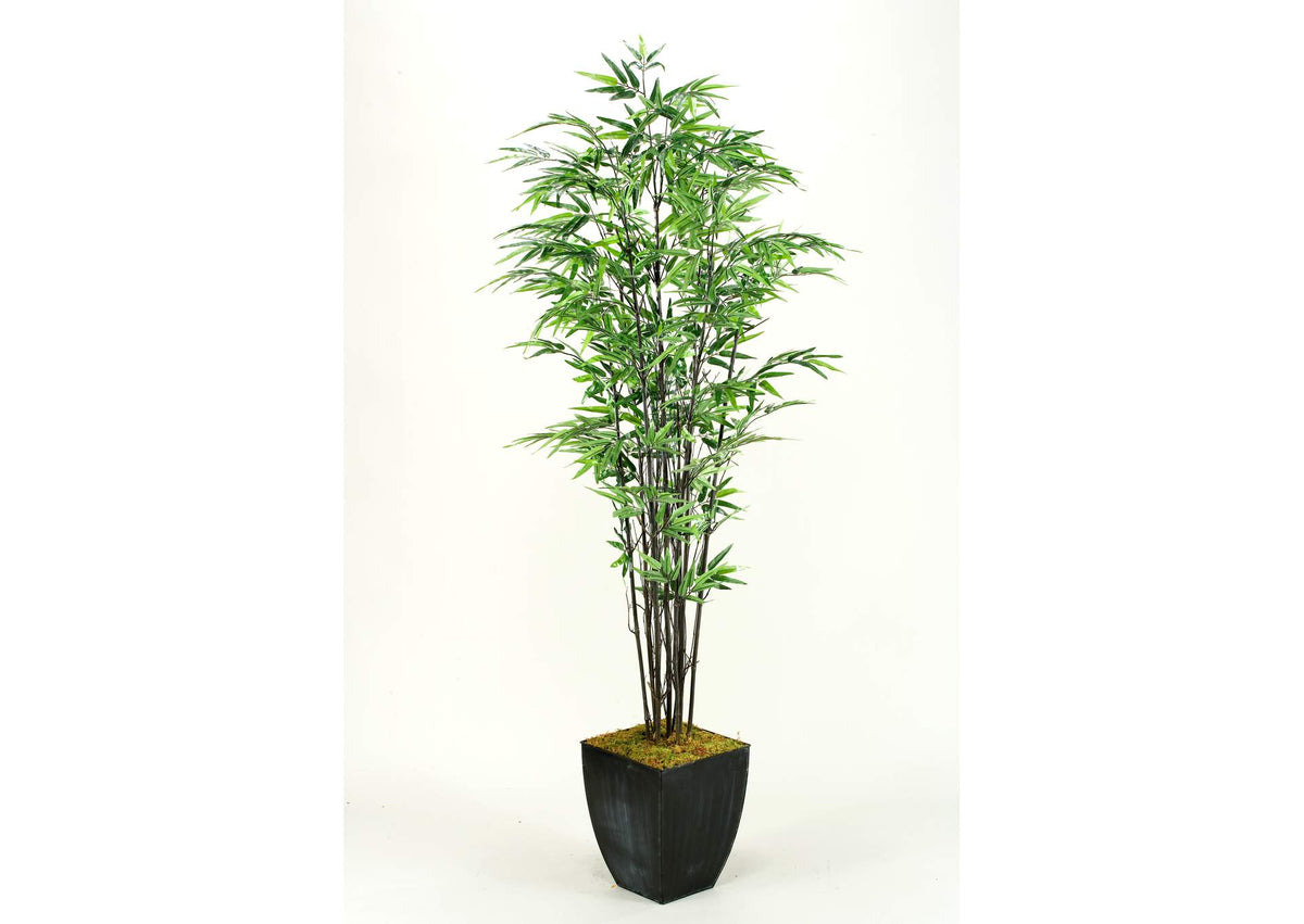 109127 7' Black Bamboo Tree in Square Metal Planter
