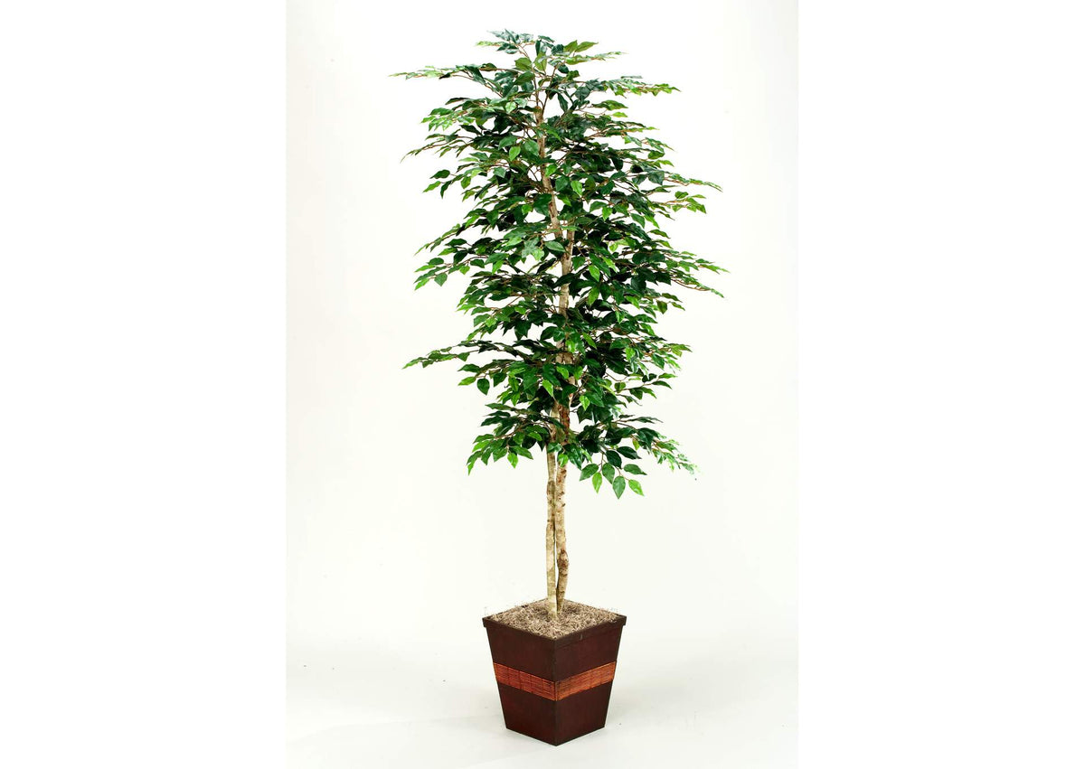 109129 7' Green Ficus in Square Metal Planter