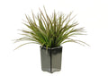 137014 Brown - Green Grass in Square Black Ceramic Planter