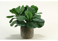 139052 Fiddle Leaf Fig in Round Stone Planter