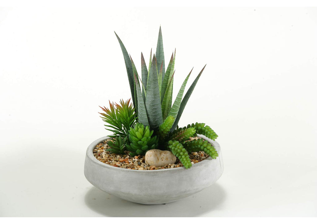 149014 Striped Agave With Mixed Succulents in Contemporary Bowl
