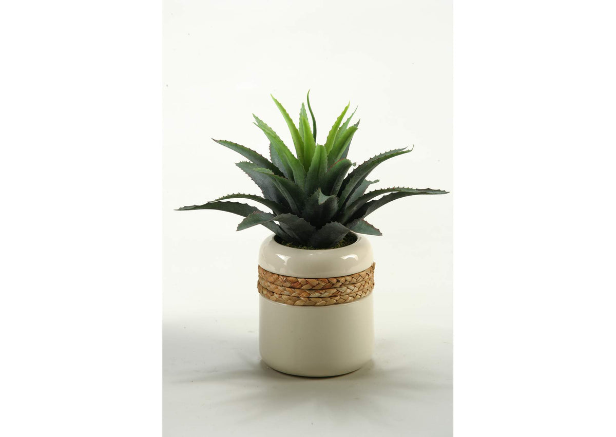149046 Star Succulent in Glazed Ceramic Planter