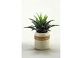 149046 Star Succulent in Glazed Ceramic Planter
