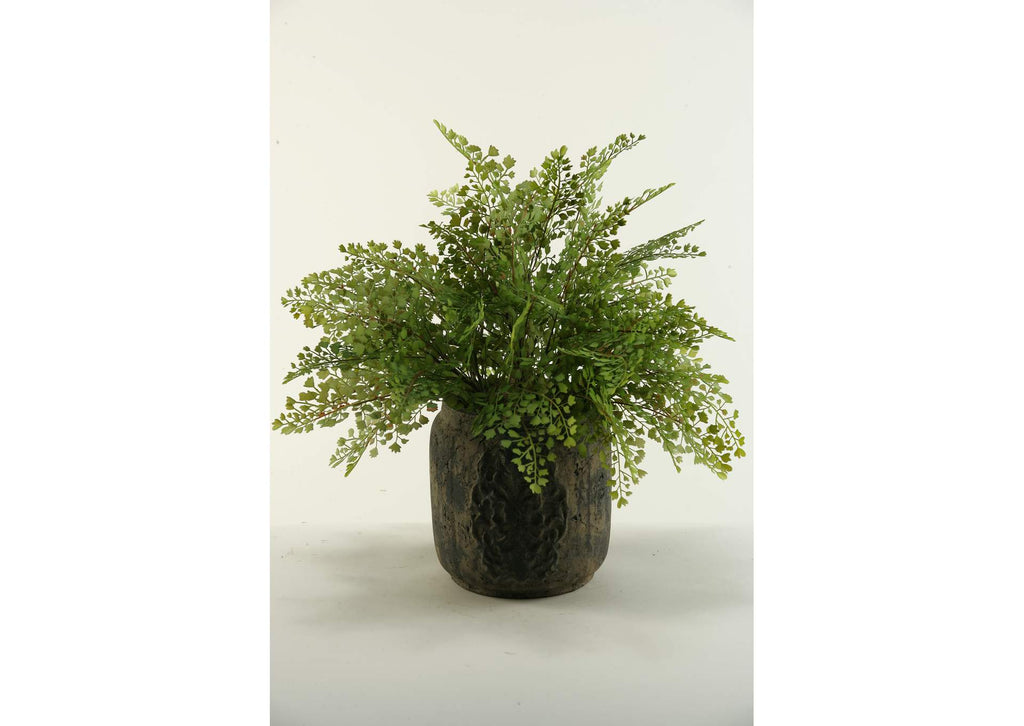 154006 Flat Fern Plant in Ceramic Planter
