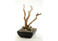 154186 Ghostwood Branches in Square Metal Planter