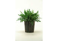 156028 Green Locust Spray in Oval Ceramic Planter