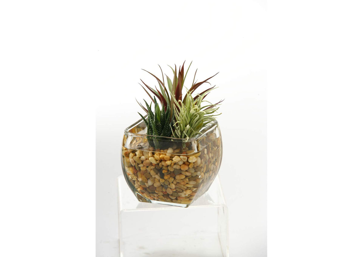 161091 Aloe,Easter Grass and Mini Yucca in Glass Cube
