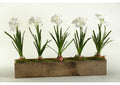 165043 Paperwhites in Rectangle Wooden Planter