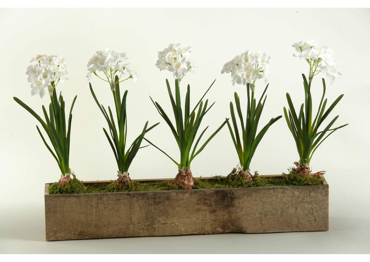 165043 Paperwhites in Rectangle Wooden Planter
