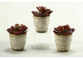 167005 Large Red - Brown Echeveria in Ceramic Stoneware - Set of 3