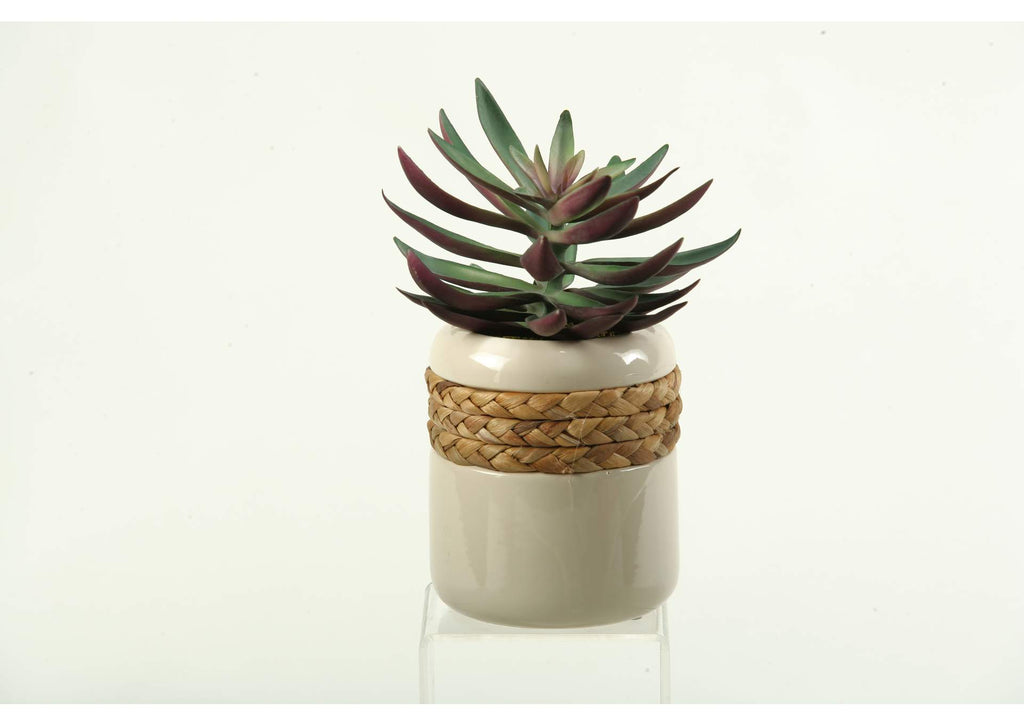 167008 Green - Plum Echeveria in Ceramic Planter