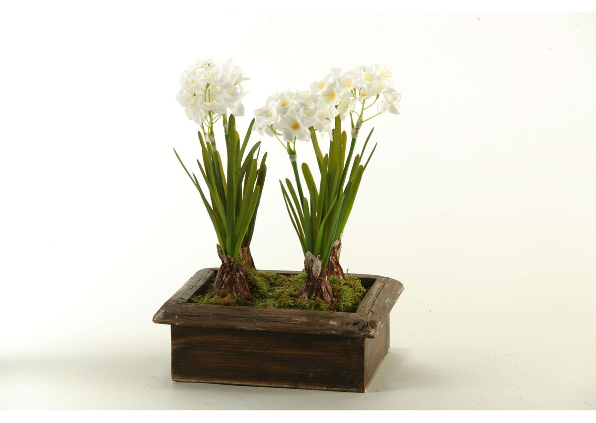 171003 Paperwhites in Rectangle Wood Planter Box
