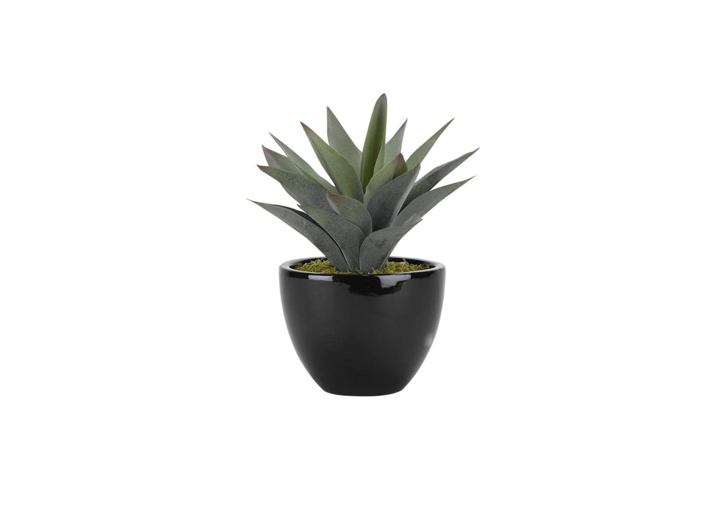 175123 Large Aloe Plant in Round Ceramic Planter