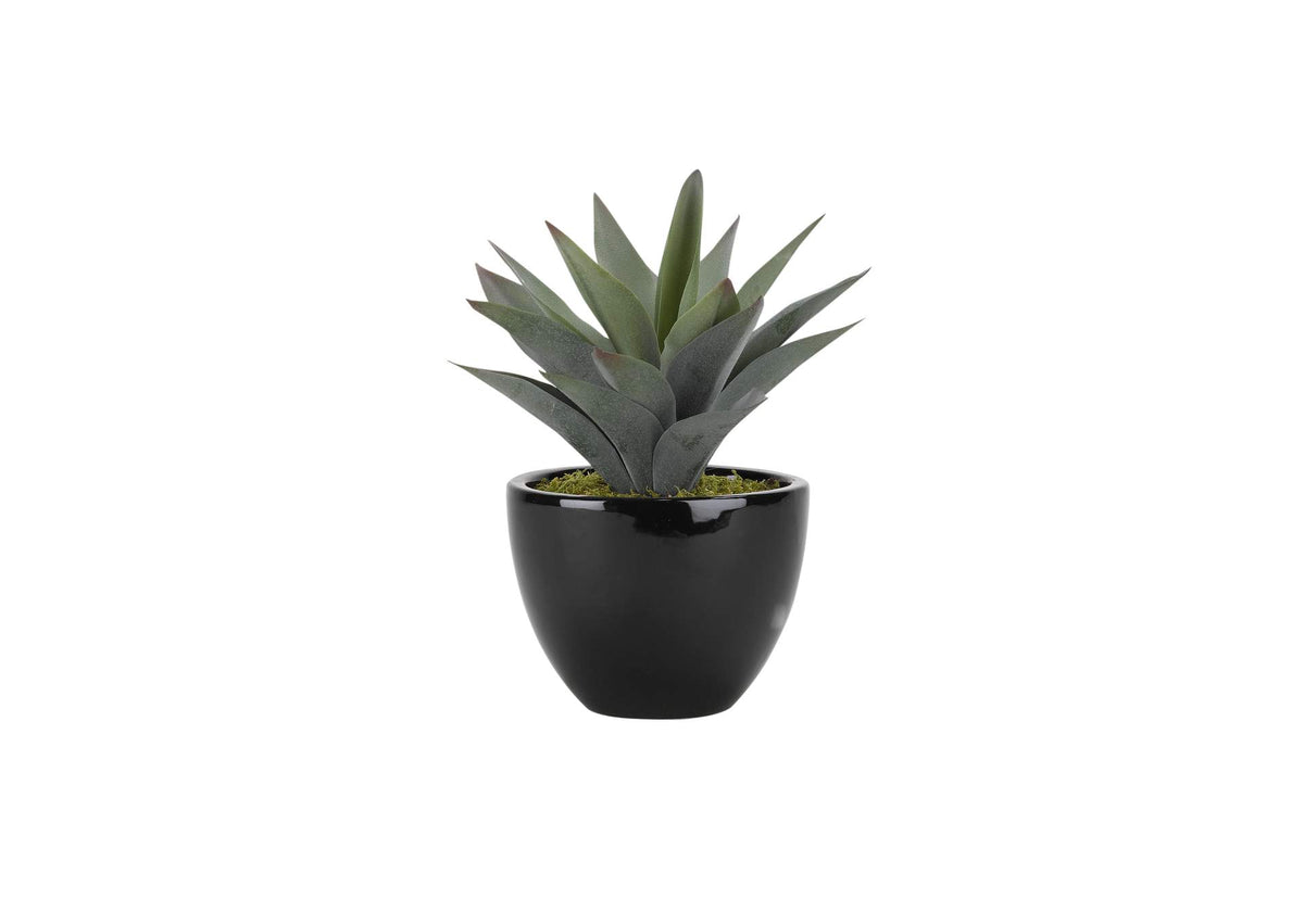 175123 Large Aloe Plant in Round Ceramic Planter