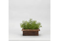 177010 Wild Asparagus in Rectangle Wooden Planter
