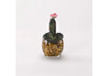 184036 Mini Fnger Cactus and Wild Succulent in Glass Cube