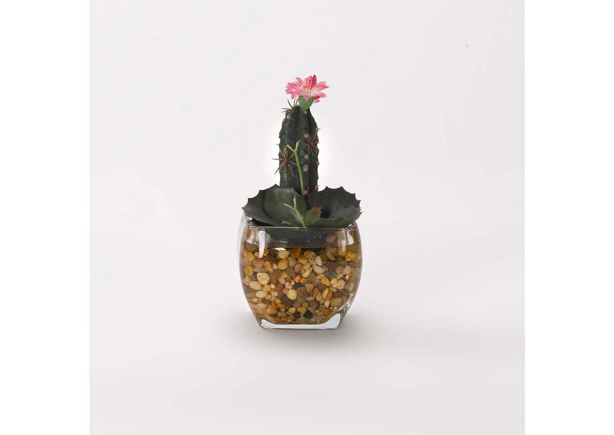 184036 Mini Fnger Cactus and Wild Succulent in Glass Cube