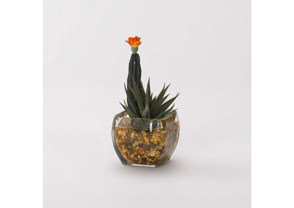184037 Mini Column Cactus and Aloe in Glass Cube