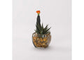 184037 Mini Column Cactus and Aloe in Glass Cube