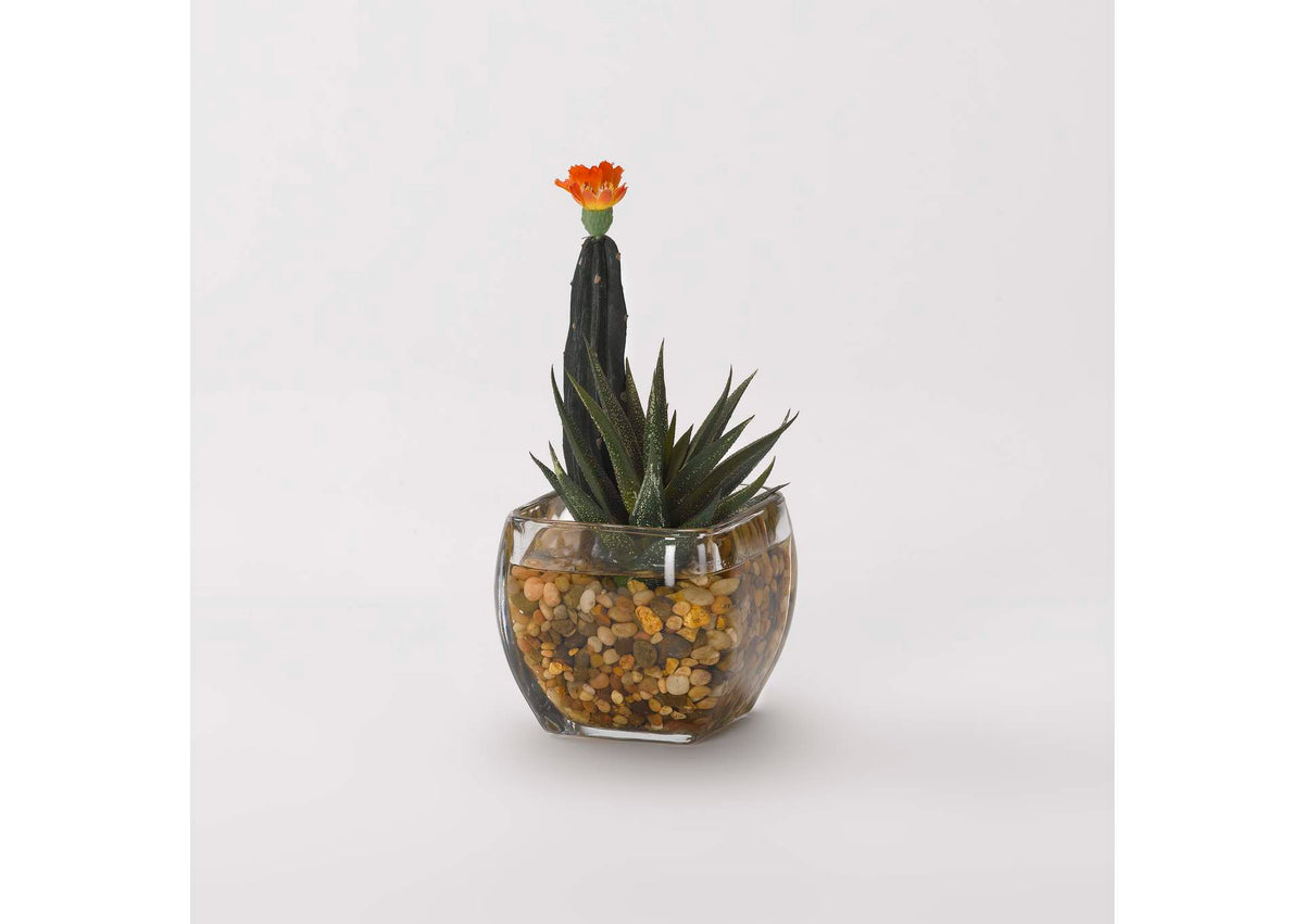 184037 Mini Column Cactus and Aloe in Glass Cube