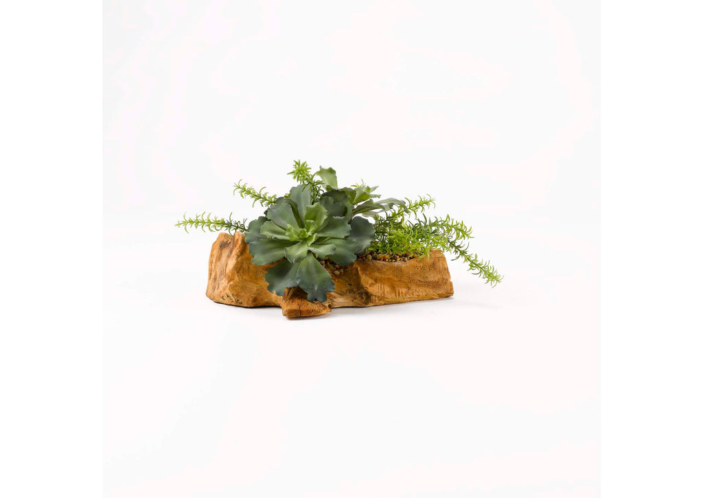 187003 Large Ruffled Echeveria and Rosemary On Drift Wood