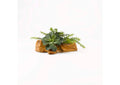 187003 Large Ruffled Echeveria and Rosemary On Drift Wood