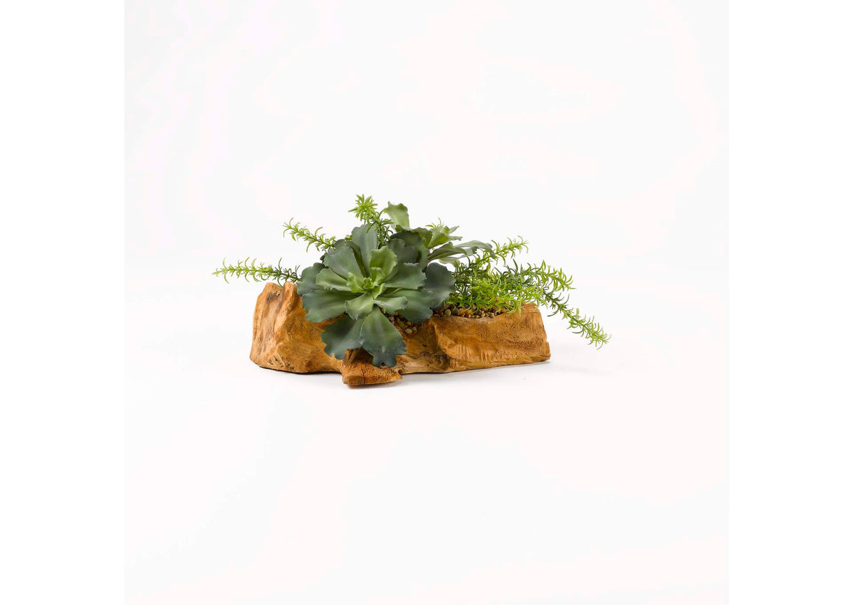 187003 Large Ruffled Echeveria and Rosemary On Drift Wood