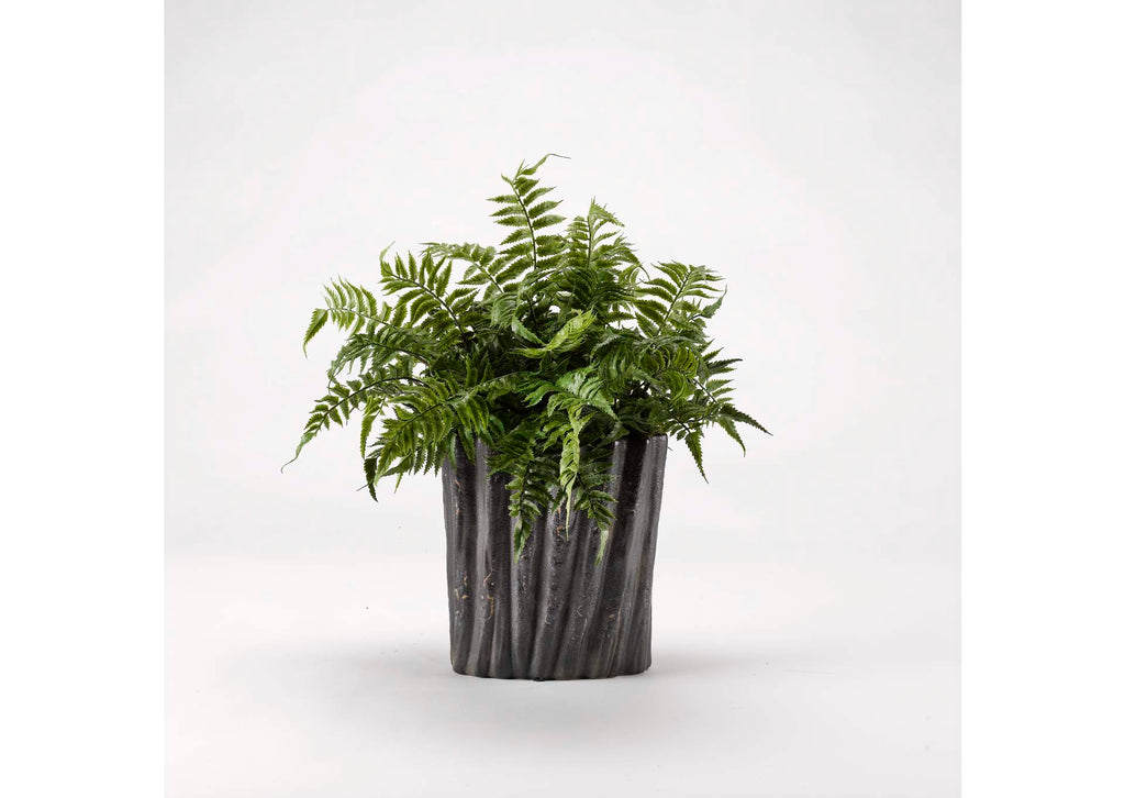187013 Leather Leaf Fern in Large Oval Ceramic Planter