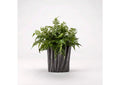 187013 Leather Leaf Fern in Large Oval Ceramic Planter