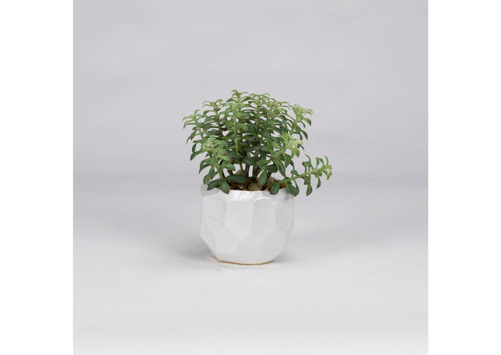 189011 Tree Succulents in Glossy White Ceramic Bowl