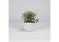 189011 Tree Succulents in Glossy White Ceramic Bowl