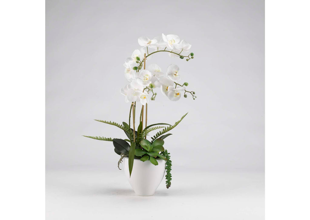189048 White Orchids in White Ceramic Bowl