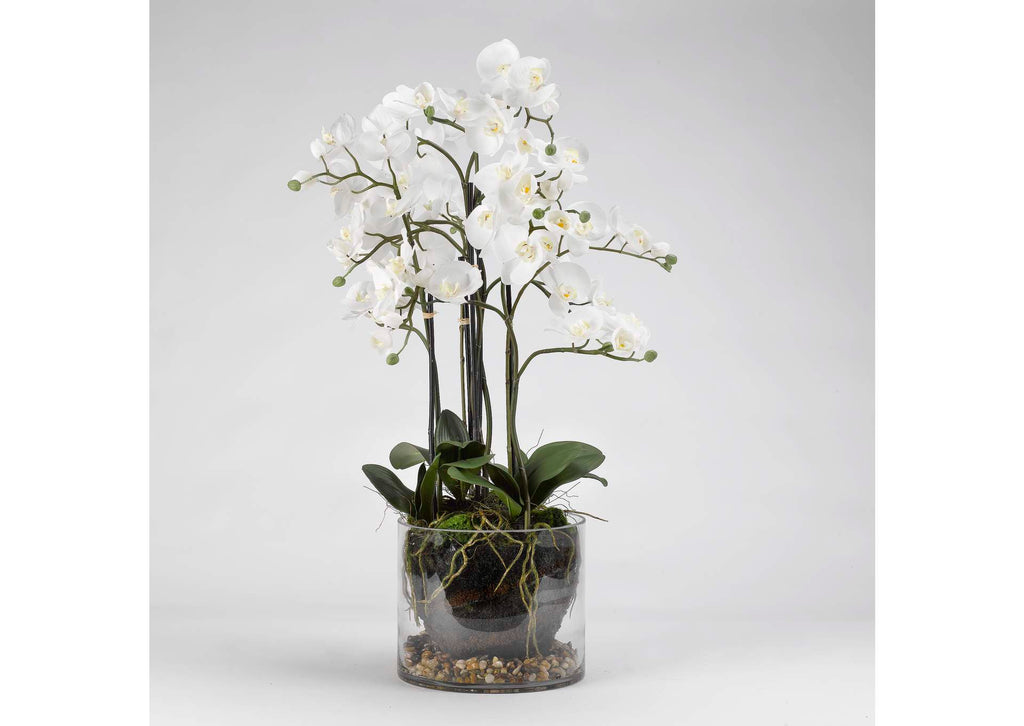 189050 White Orchids in Glass Planter