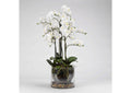 189050 White Orchids in Glass Planter