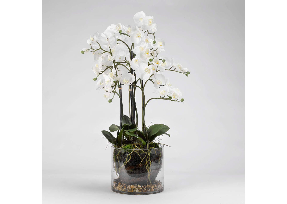 189050 White Orchids in Glass Planter