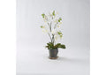 189110 24" Phael Orchids in Glass Bowl