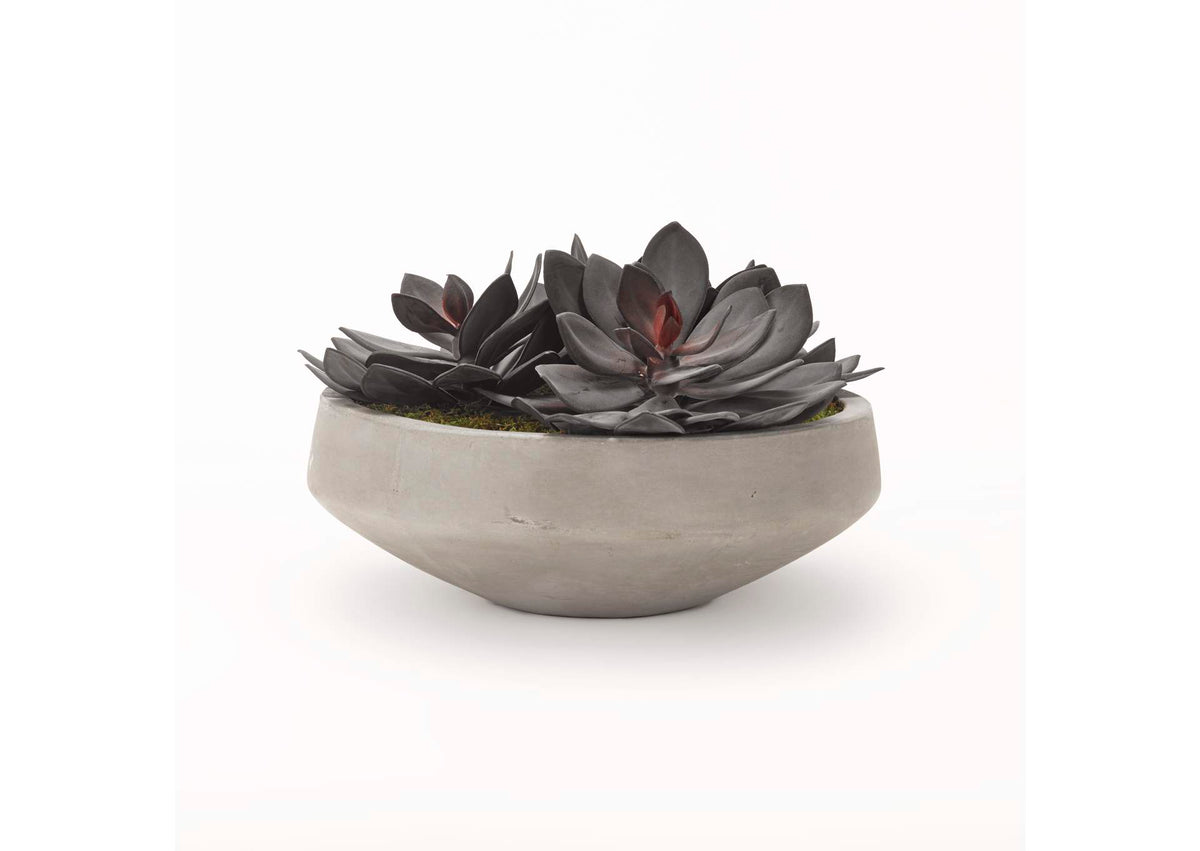 191027 Extra Large Echeveria in Cement Bowl