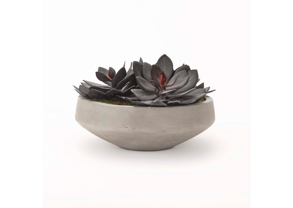 191027 Extra Large Echeveria in Cement Bowl