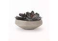 191027 Extra Large Echeveria in Cement Bowl