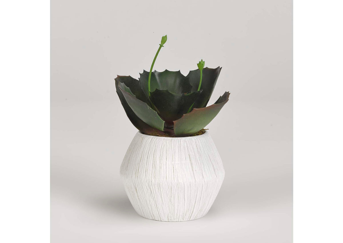 191063 Wild Succulent in White Ceramic Planter