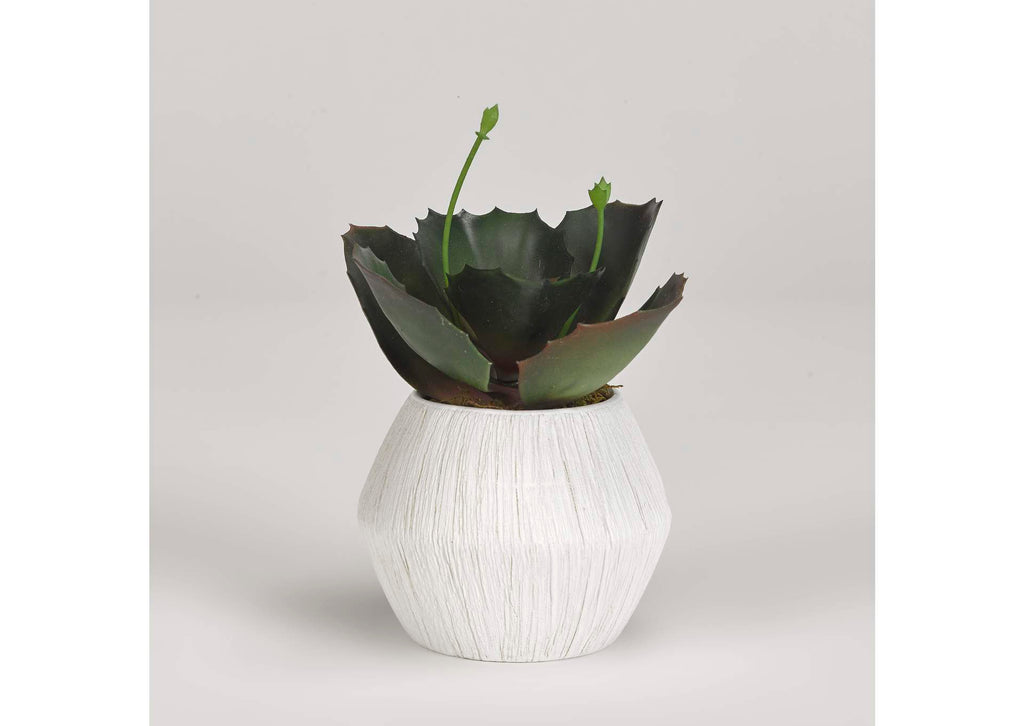 191063 Wild Succulent in White Ceramic Planter