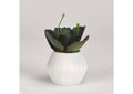 191063 Wild Succulent in White Ceramic Planter