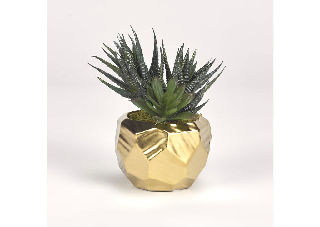 191066 Mini Aloe Plants in Gold Ceramic Planter