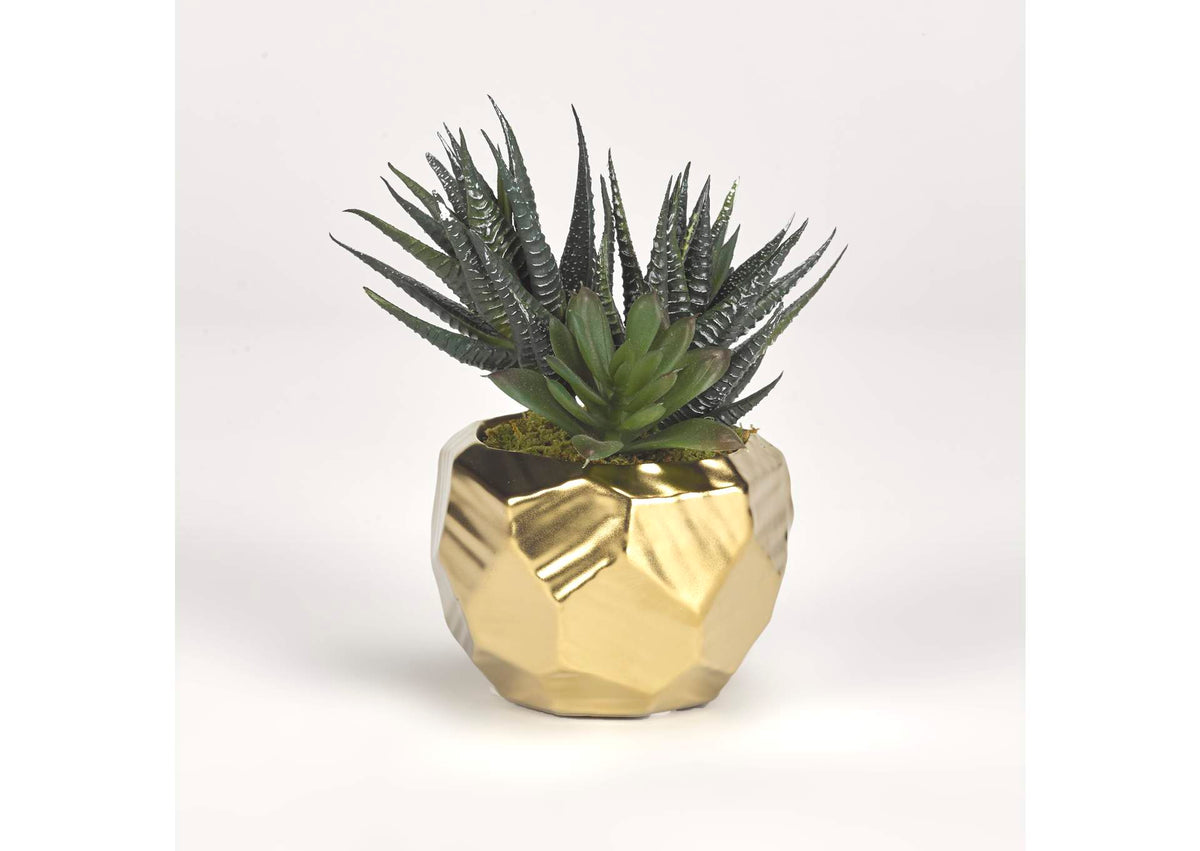 191066 Mini Aloe Plants in Gold Ceramic Planter