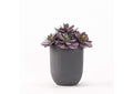 194013 Extra Large Frosted Echeveria in Round Grey Resin Planter