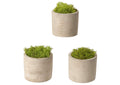 197036 Preserved Deer Moss in Round Cylinder - Set of 3