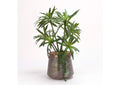 199015 Yucca Plant in Aged Copper Pot